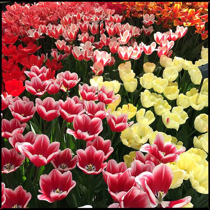 flowers at Keukenhof in Lisse, Netherlands