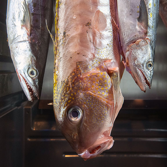 Sushi fish hang inside a dry-aging chamber