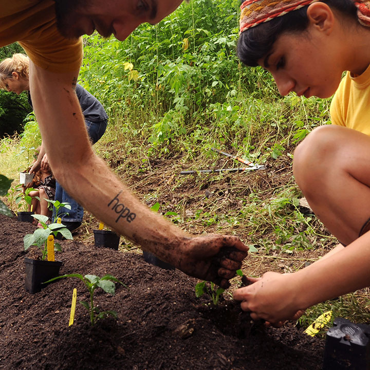 Occupy Austin participants install a garden at a locally owned coffee shop after previous attempts at guerrilla gardening on public land were thwarted.
